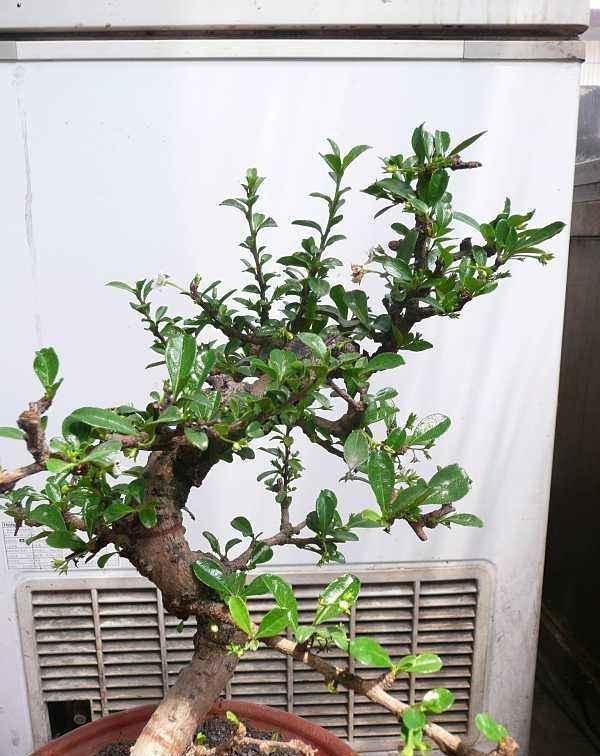 竹节海棠花的养殖方法