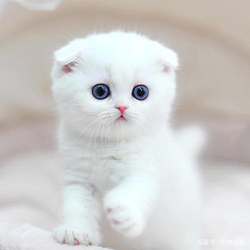 狗狗大便转圈:揭秘宠物行为背后的秘密